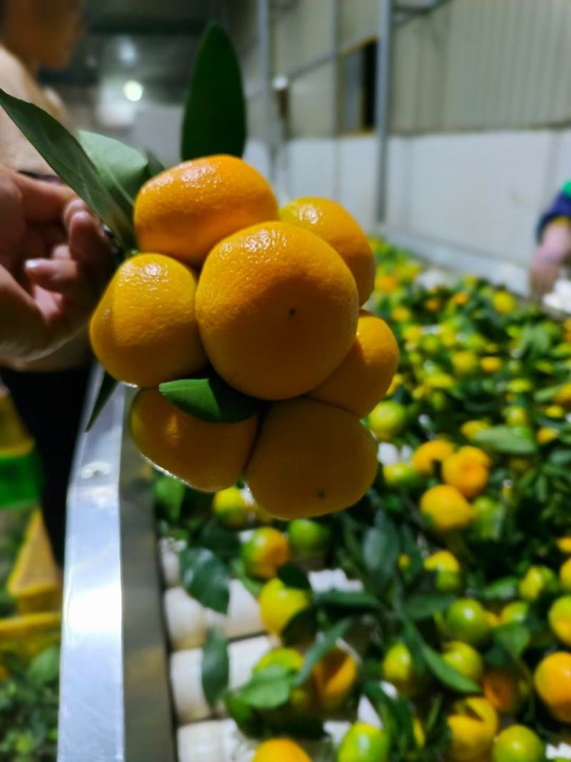 湖北枝江特早蜜橘实图实价果园看货现摘现发欢迎实地考察诚信