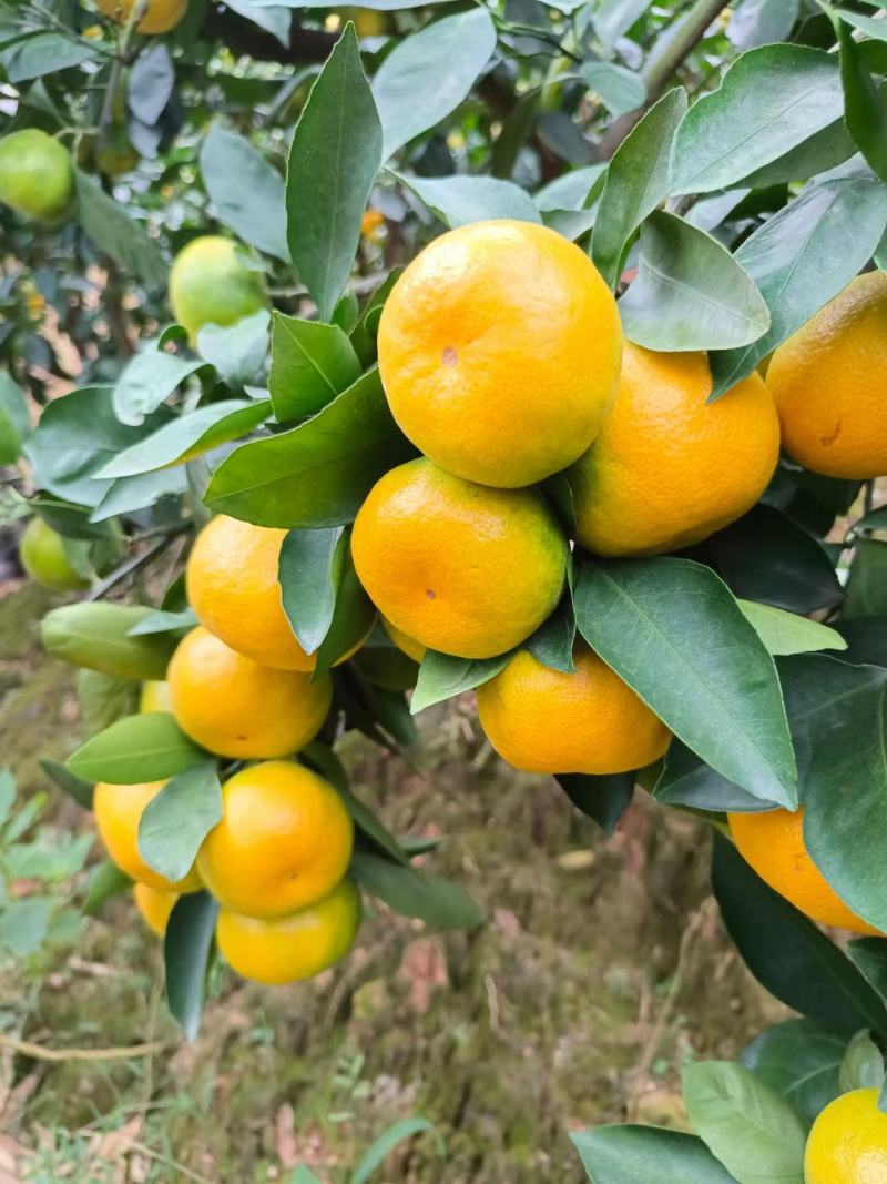 湖北枝江特早蜜橘实图实价果园看货现摘现发欢迎实地考察诚信