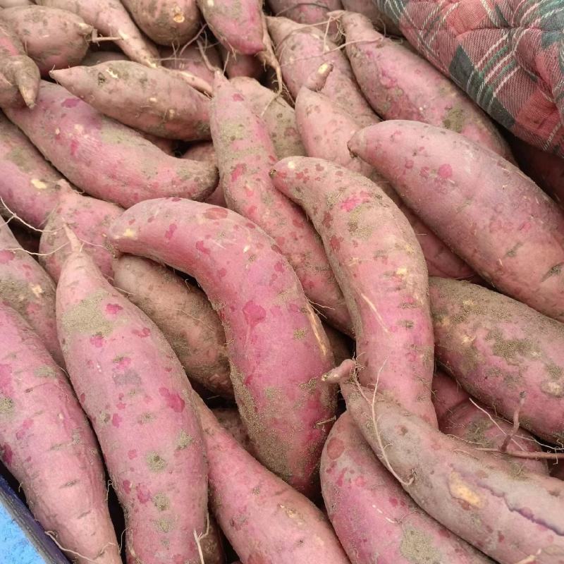 精品红薯商薯19一手货源视频看货品质保证以质论价