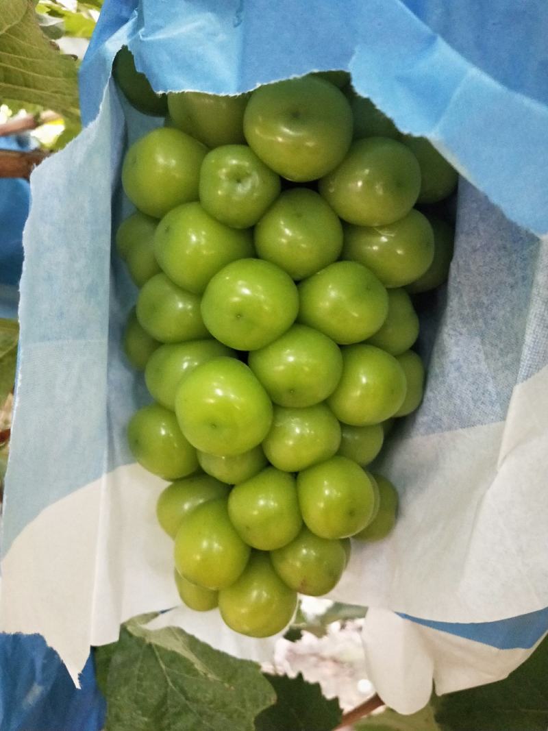 阳光玫瑰