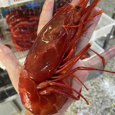 红魔虾