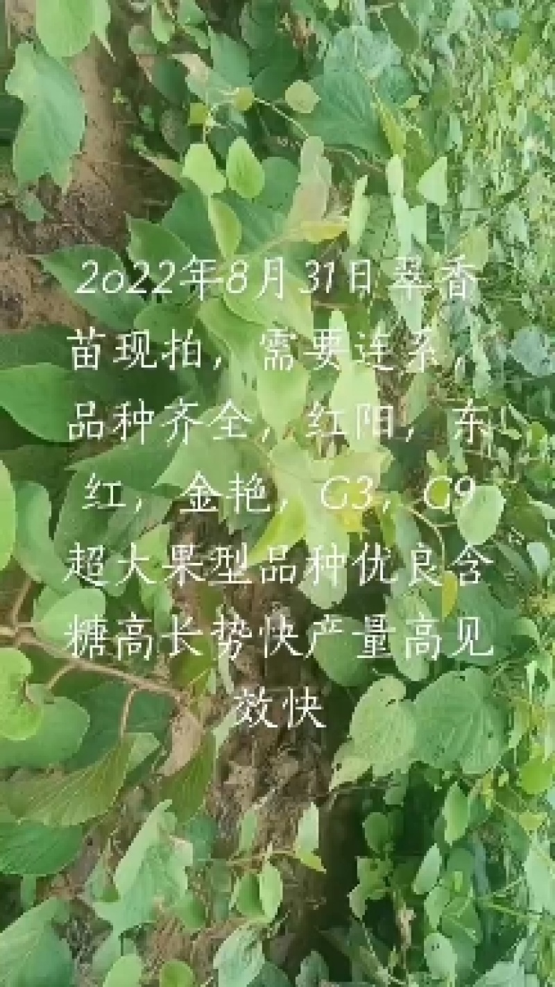 魅力金果嫁接苗