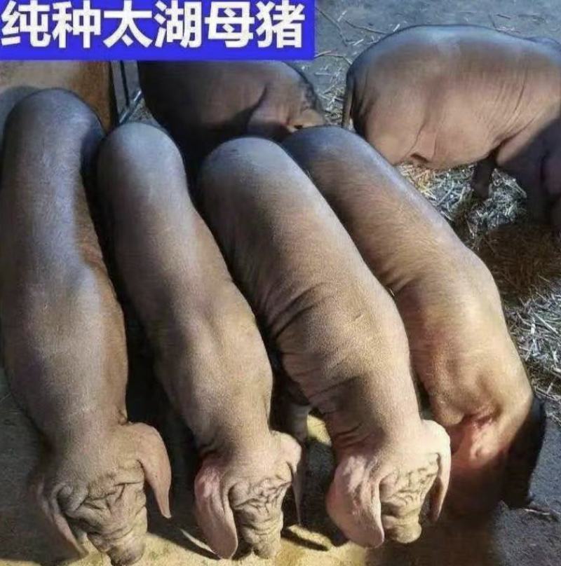 优选太湖母猪卖3送1，防疫齐全，送货上门，货到付款