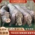 优选太湖母猪卖3送1，防疫齐全，送货上门，货到付款