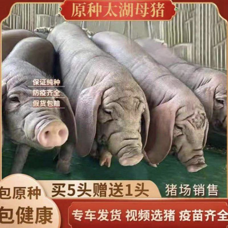 优选太湖母猪卖3送1，防疫齐全，送货上门，货到付款