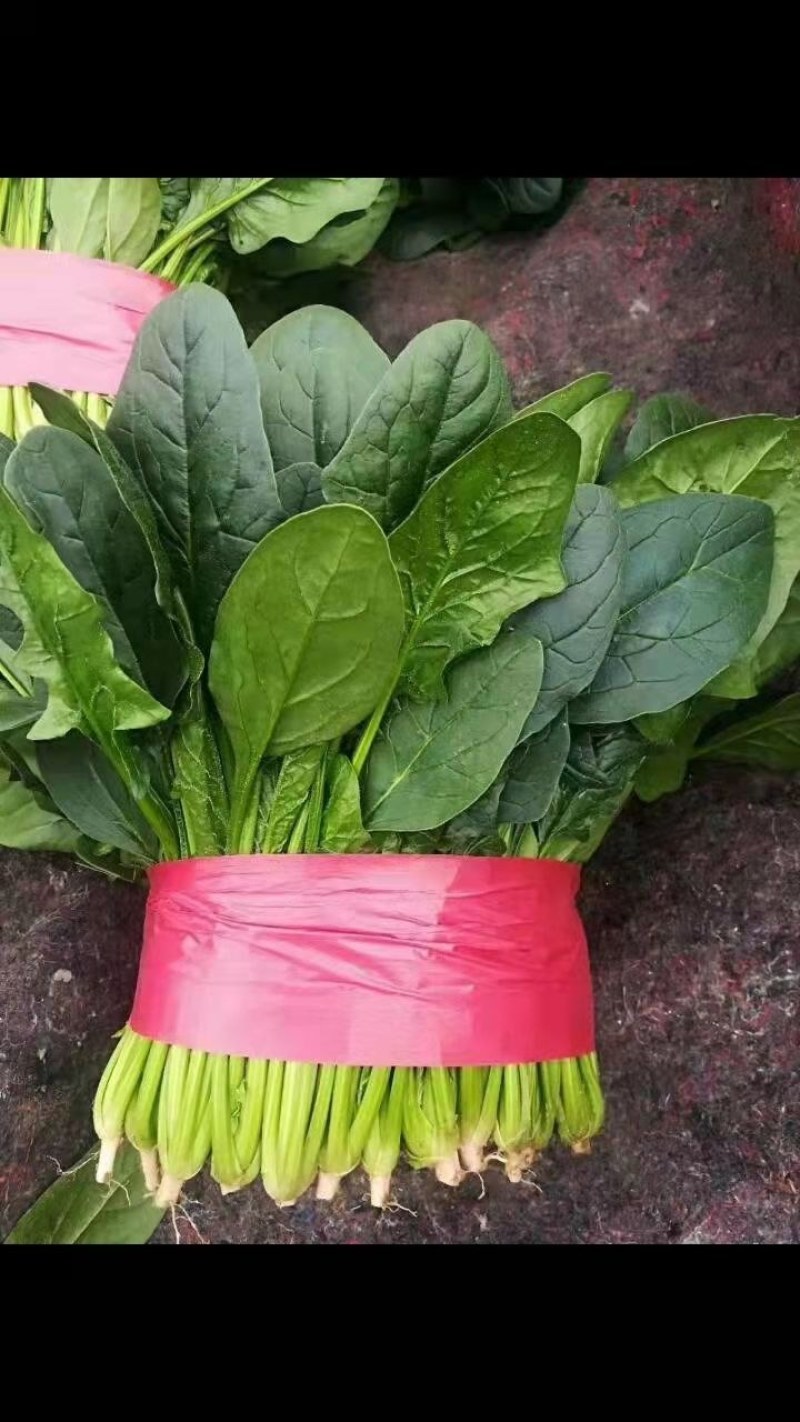 精品菠菜，无黄叶无虫眼，捆扎漂亮，株高二十到三十左右