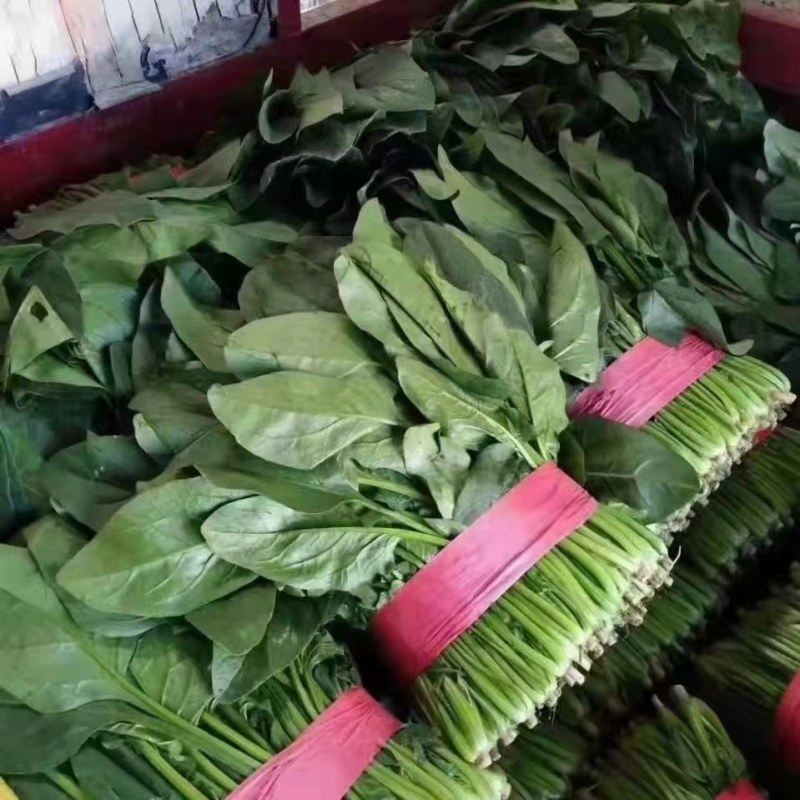 精品菠菜，无黄叶无虫眼，捆扎漂亮，株高二十到三十左右