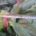 精品菠菜，无黄叶无虫眼，捆扎漂亮，株高二十到三十左右