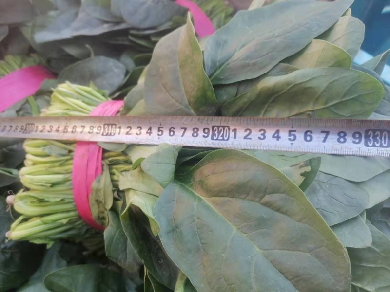 精品菠菜，无黄叶无虫眼，捆扎漂亮，株高二十到三十左右