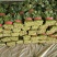 精品菠菜，无黄叶无虫眼，捆扎漂亮，株高二十到三十左右