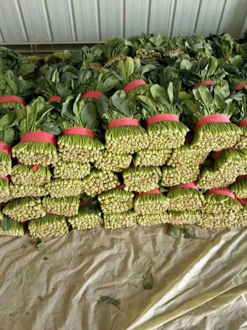 精品菠菜，无黄叶无虫眼，捆扎漂亮，株高二十到三十左右