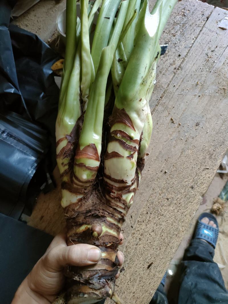 小叶子千手观音多手滴水观音