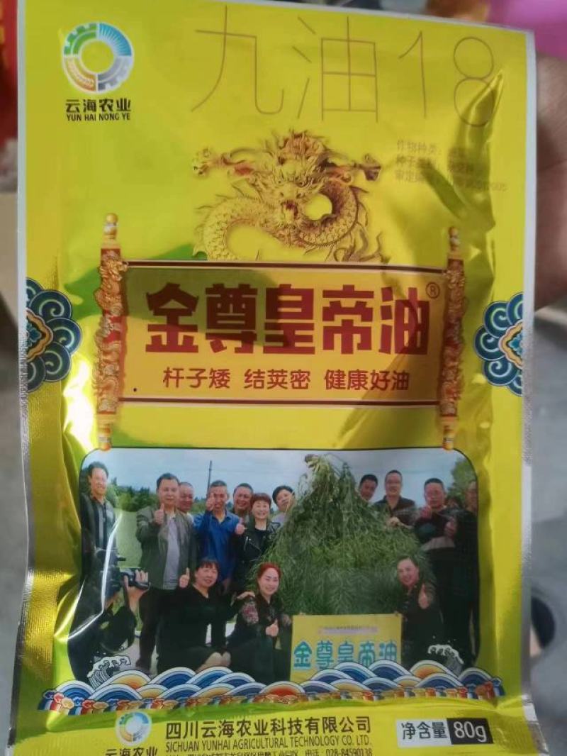 黑油菜种子油菜种子龙油99油菜种子分枝多出油率有优势