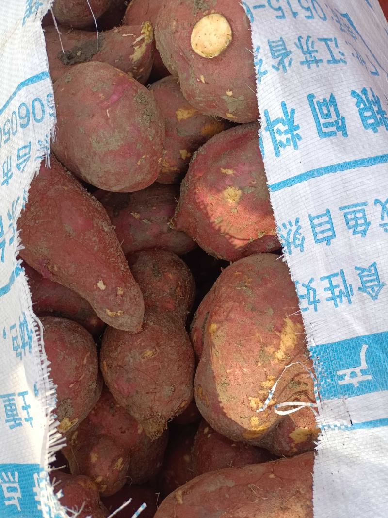 长期大量供应，苏薯八号，西瓜红等，薯片厂专用，量大从优。