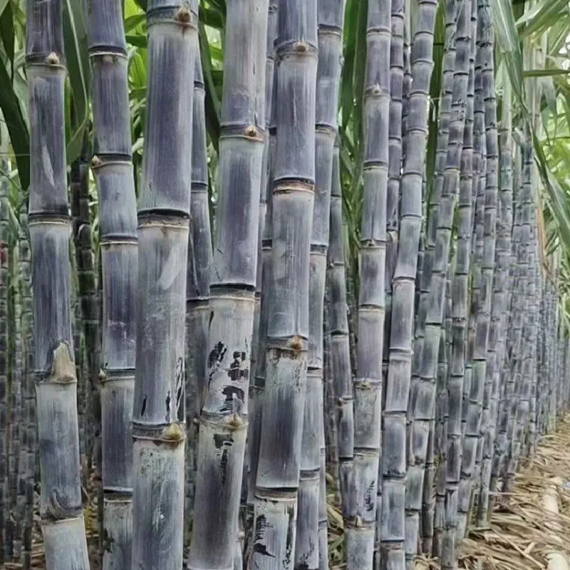 广西精品甘蔗，黑皮甘蔗，节长均匀，口感甜，现砍现发