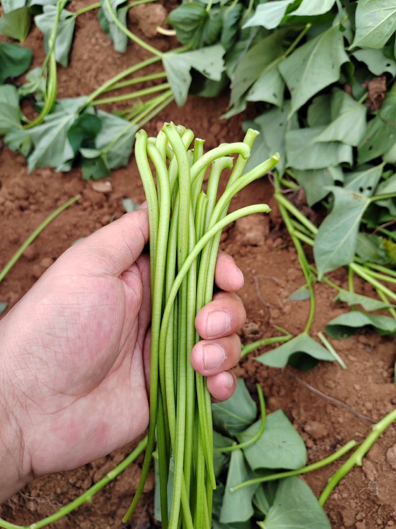 大量鲜红薯梗出货