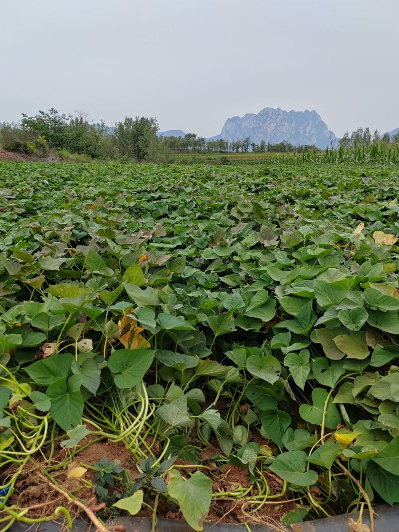 大量鲜红薯梗出货