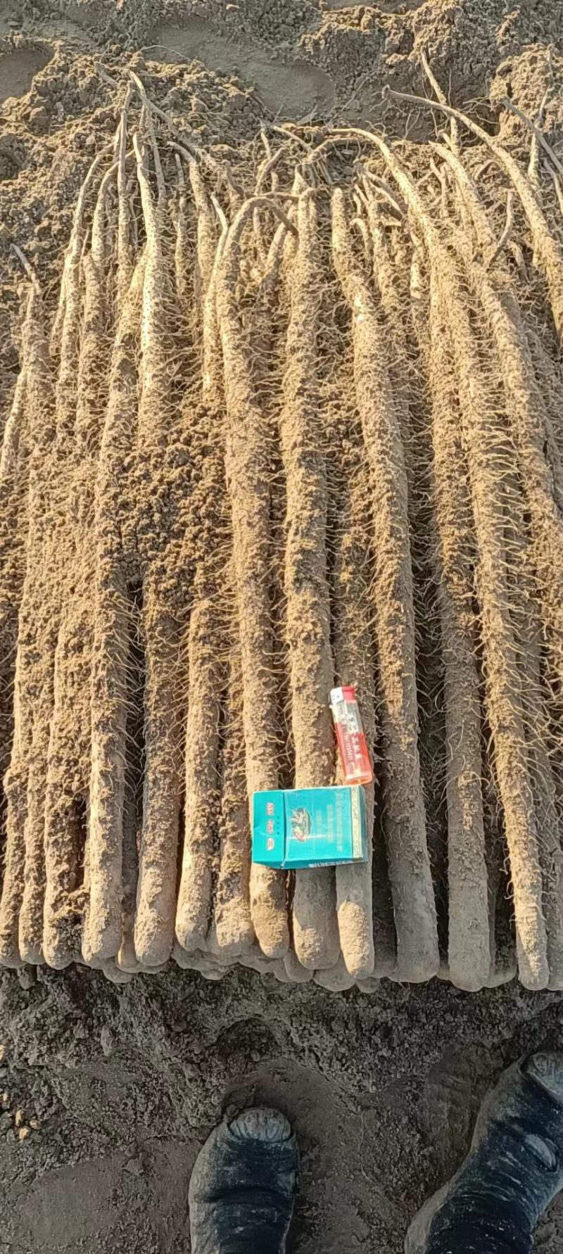 沙土地优质铁棍山药产地货源，实地考察，见面交易欢迎采购