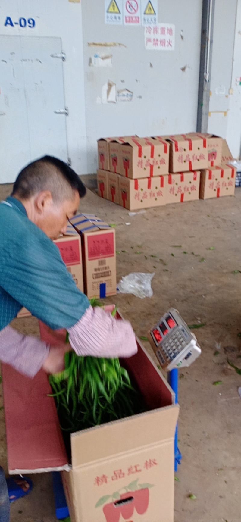 八号线椒大量上市，价格合适，质量优须要的老板联系