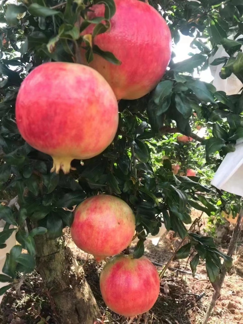 突尼斯软籽石榴，应季热销皮薄汁水多纯甜无酸