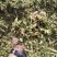 玉米秸秆青储黄储散装打包