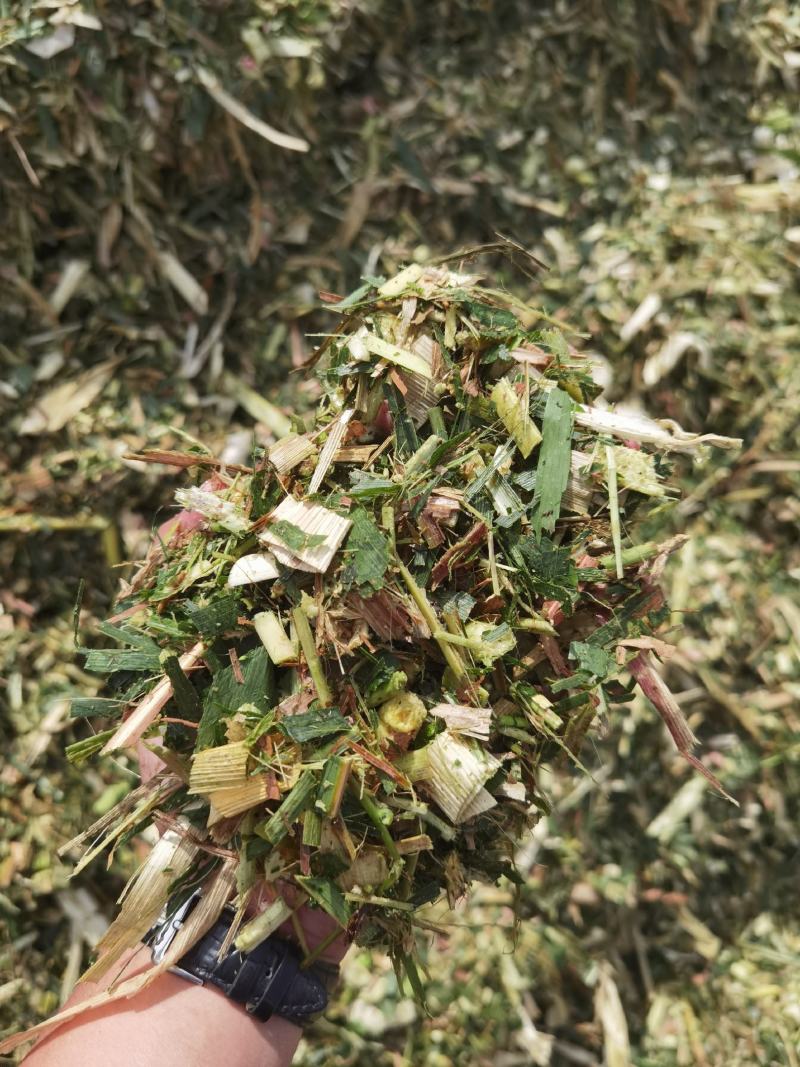 玉米秸秆青储黄储散装打包
