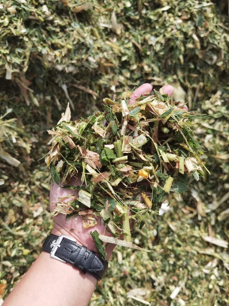 玉米秸秆青储黄储散装打包