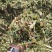 玉米秸秆青储黄储散装打包