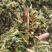 玉米秸秆青储黄储散装打包