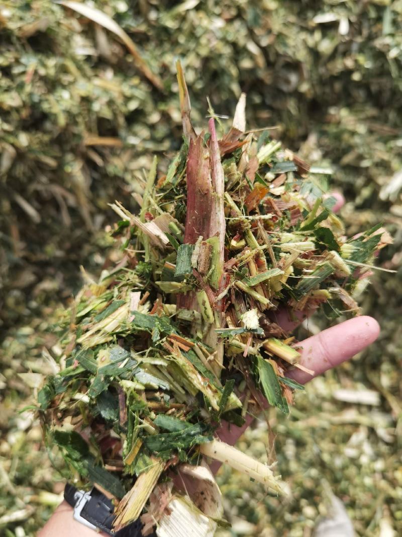 玉米秸秆青储黄储散装打包