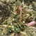 玉米秸秆青储黄储散装打包