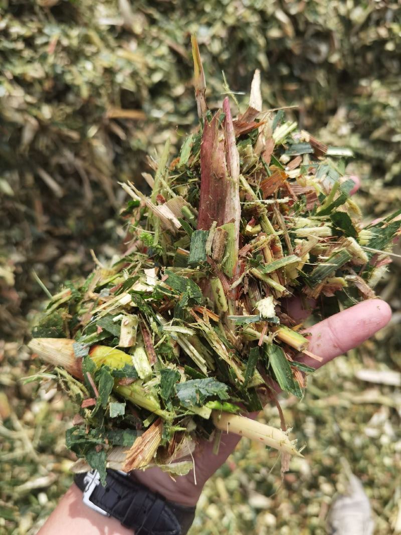 玉米秸秆青储黄储散装打包