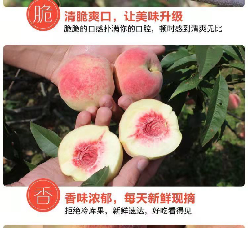 离核蜜桃口感脆甜青州蜜桃嵩山蜜桃高山种植电商代办