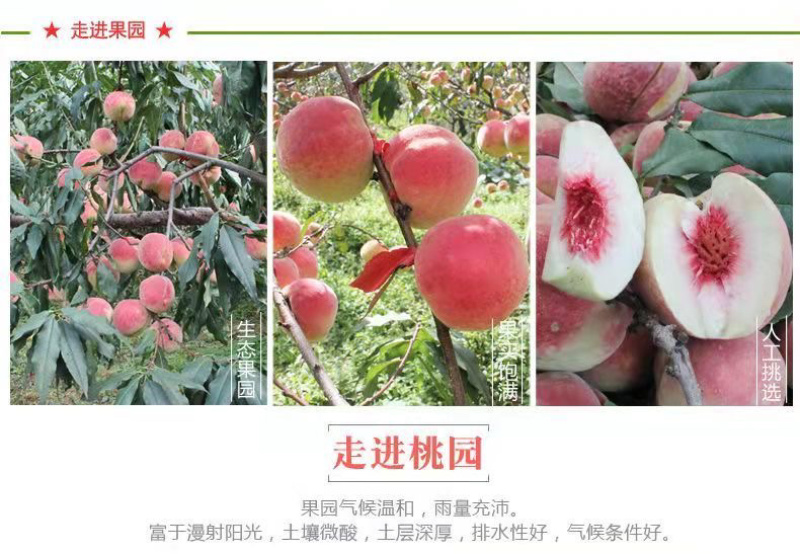 离核蜜桃口感脆甜青州蜜桃嵩山蜜桃高山种植电商代办