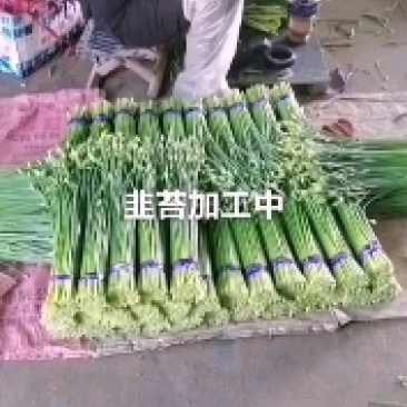 寿光韭苔，产地直销，超市，酒店，烧烤店质优价廉，欢迎咨询