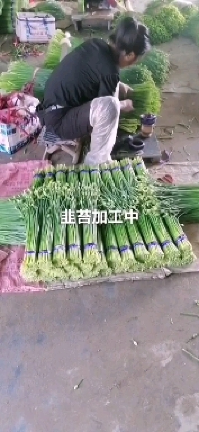 寿光韭苔，产地直销，超市，酒店，烧烤店质优价廉，欢迎咨询