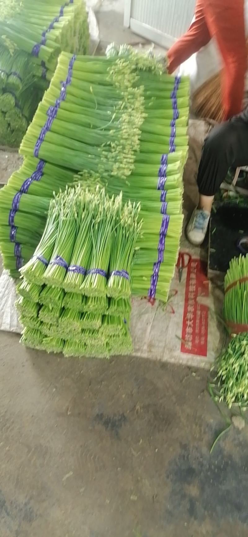 寿光韭苔，产地直销，超市，酒店，烧烤店质优价廉，欢迎咨询
