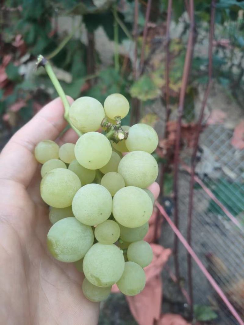 贵州水晶葡萄头茬靓果