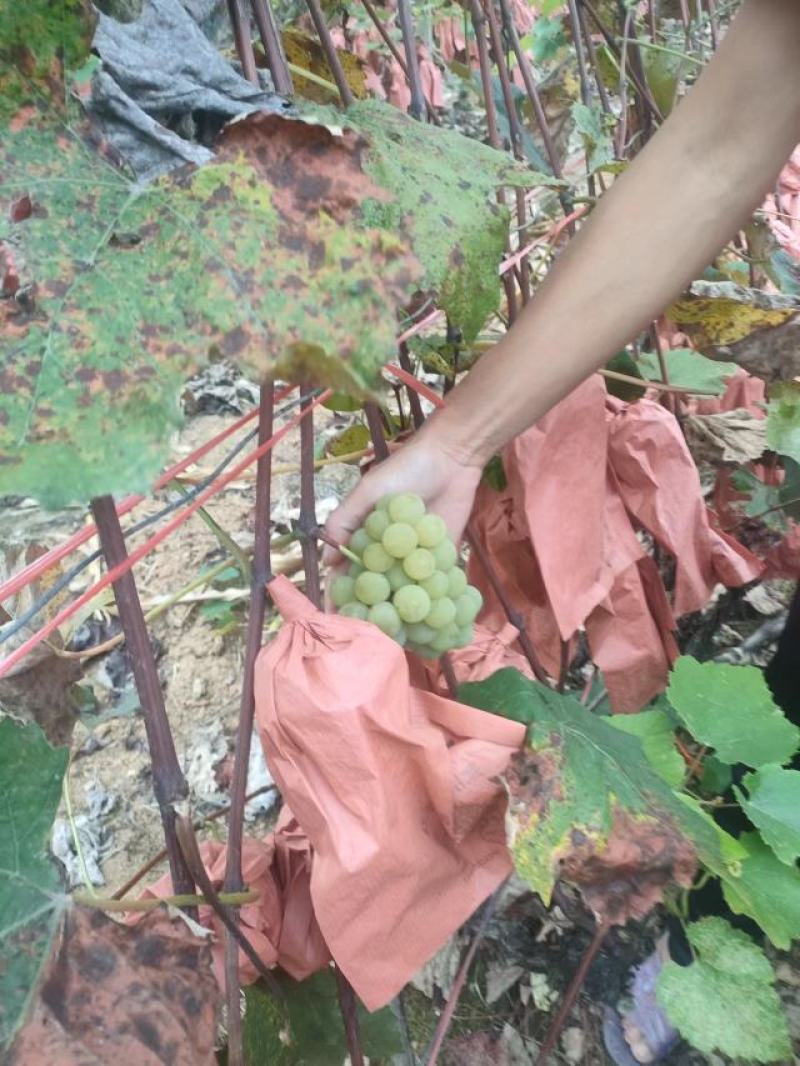 贵州水晶葡萄头茬靓果