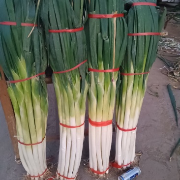 长白大，地头价出售，手选大粗葱，精品二皮中粗，