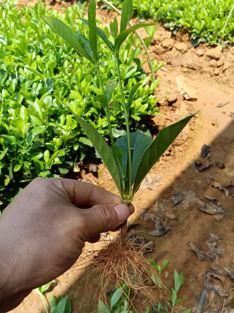 大叶桅子芽苗