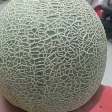 网纹哈密瓜
