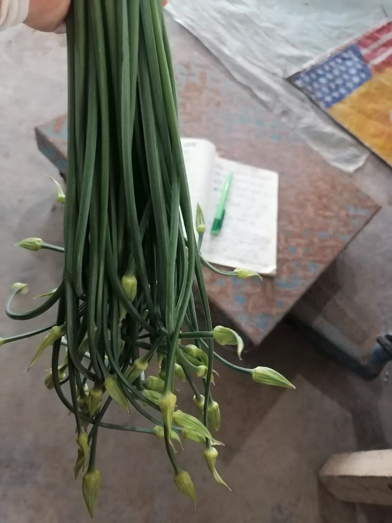寿光韭苔上市了，现货直发，随装随走，欢迎各位老板致电咨询