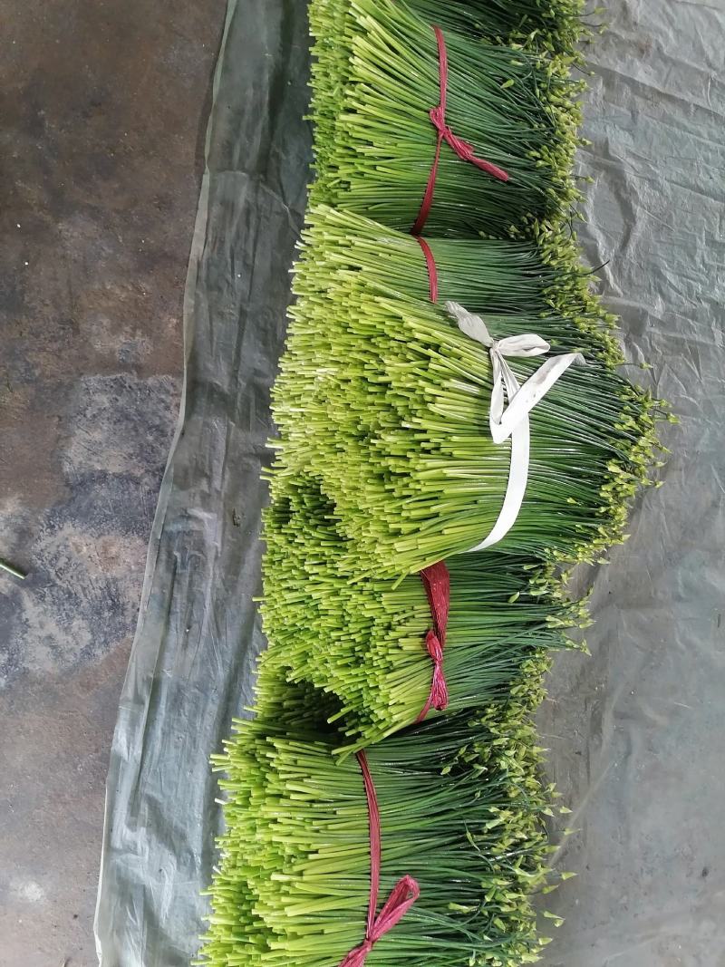 寿光韭苔上市了，现货直发，随装随走，欢迎各位老板致电咨询