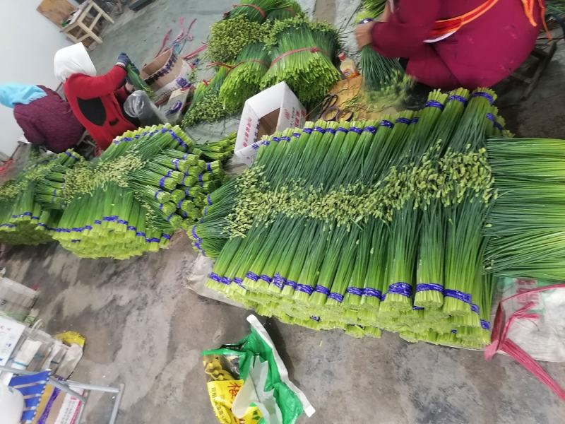 寿光韭苔上市了，现货直发，随装随走，欢迎各位老板致电咨询