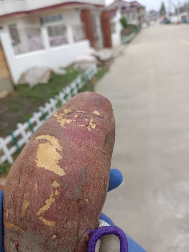 长期大量供应，苏薯八号，西瓜红等，薯片厂专用，量大从优。