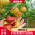 山东鲜枣沾化冬枣鲜枣基地，现摘现发，脆甜可口，对接平台