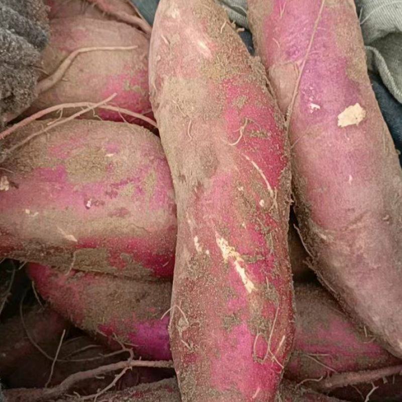 河北邯郸精品商薯19，济薯26西瓜红货源充足质优价低