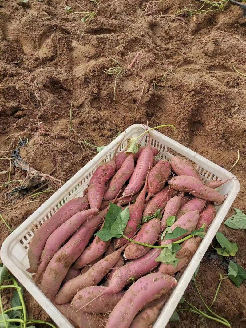 河北邯郸精品商薯19，济薯26西瓜红货源充足质优价低