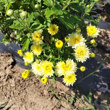 寒富苹果还有药用菊花